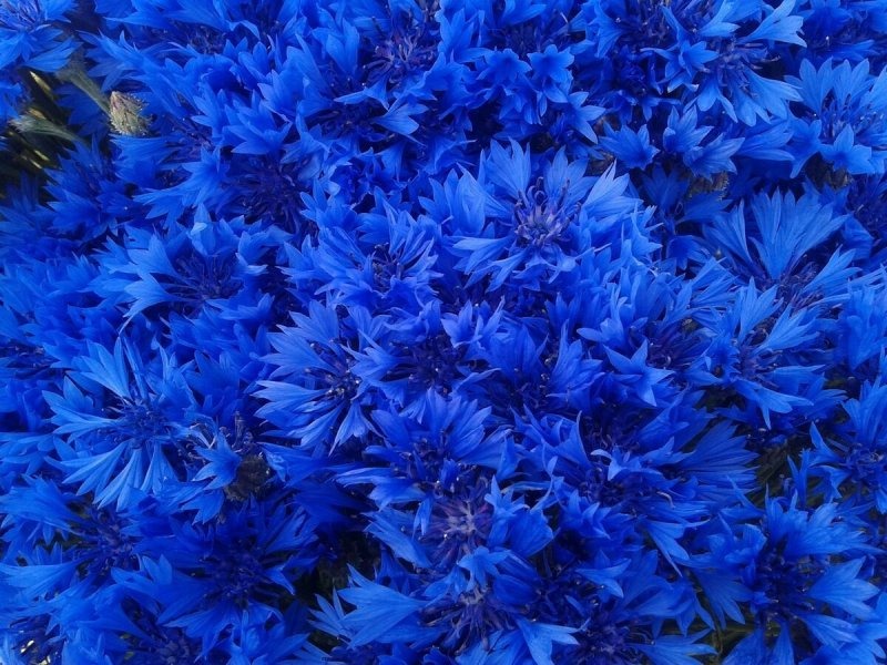 Найкращі квіти синього відтінку для вашого саду