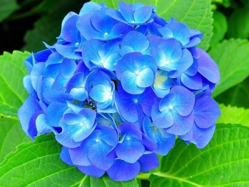 Найкращі квіти синього відтінку для вашого саду